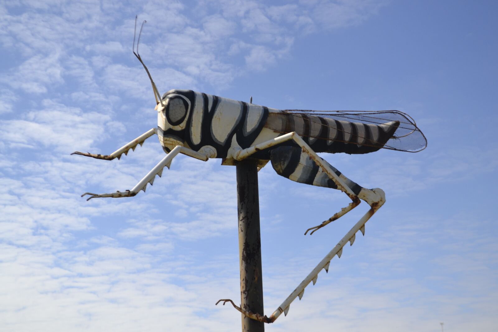 Nikon D3100 sample photo. Cricket, grasshopper, insect photography