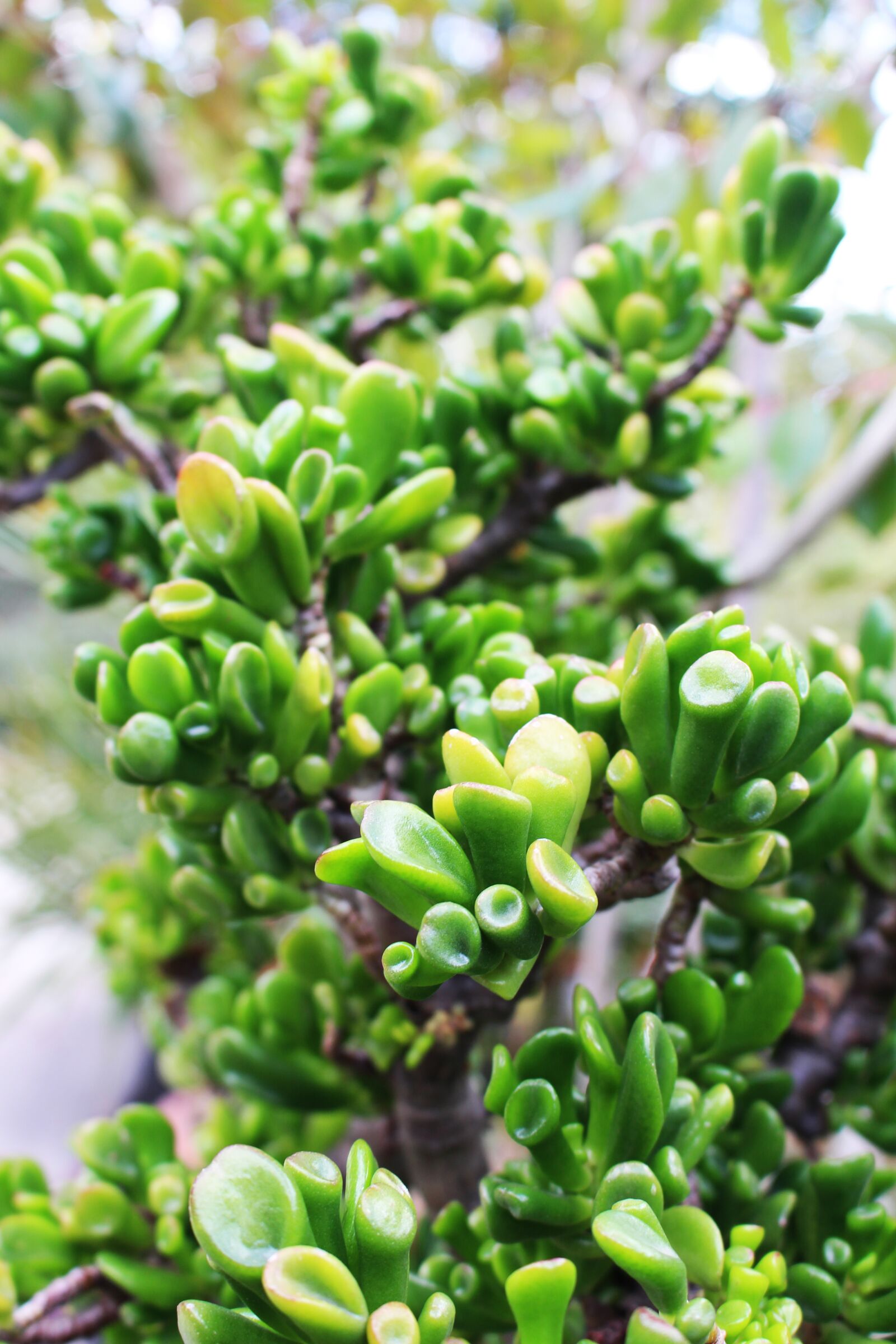 Canon EOS 700D (EOS Rebel T5i / EOS Kiss X7i) sample photo. Crassula, green, plant photography