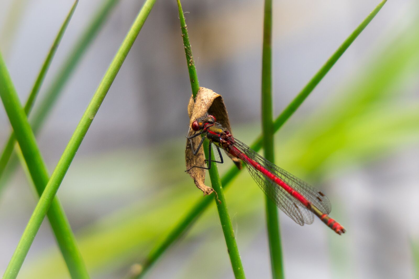 Canon PowerShot G3 X sample photo. Dragonfly, eat, hold tight photography