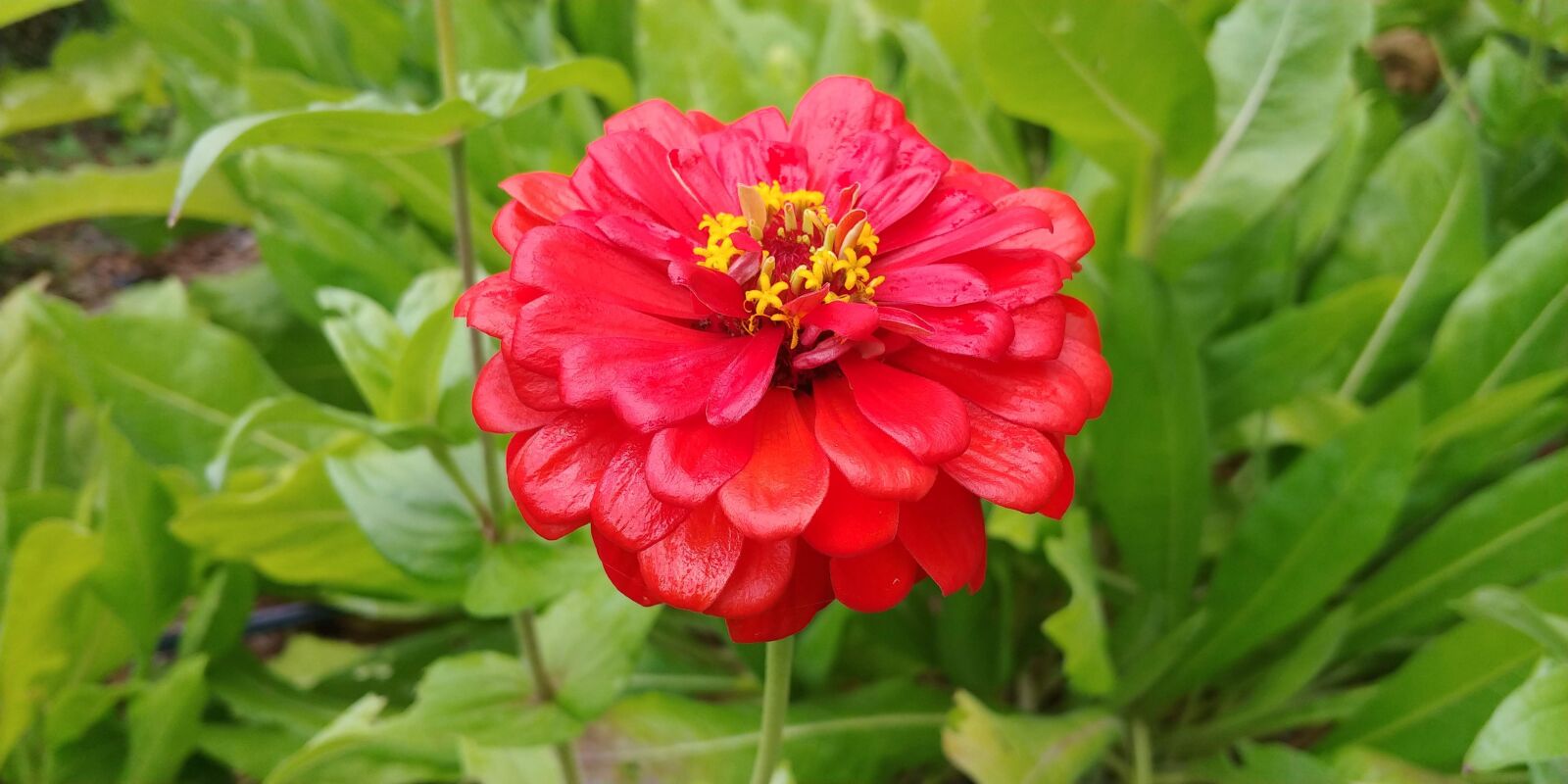 LG V30 sample photo. Flower, red, nature photography