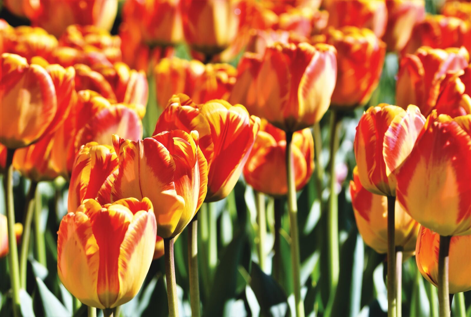 Nikon D7200 sample photo. Tulip, tulip field, blossom photography