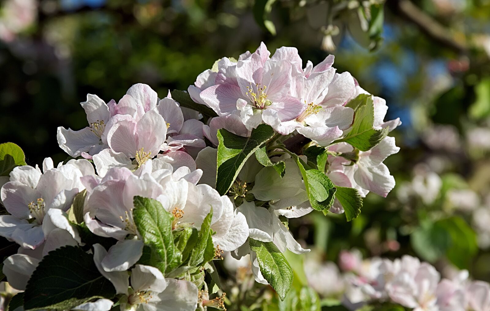 Nikon D3300 sample photo. Apple blossom, pink, fruit photography