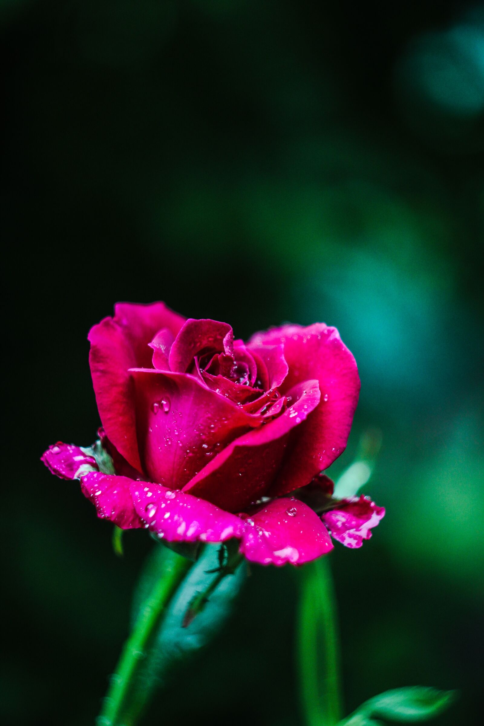 Canon EOS 1200D (EOS Rebel T5 / EOS Kiss X70 / EOS Hi) sample photo. Rose, pink, flower photography
