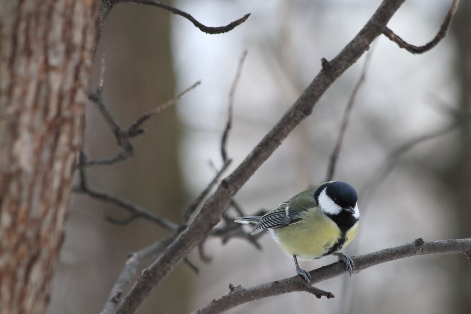 Canon EOS 77D (EOS 9000D / EOS 770D) sample photo. Bird, living nature, nature photography