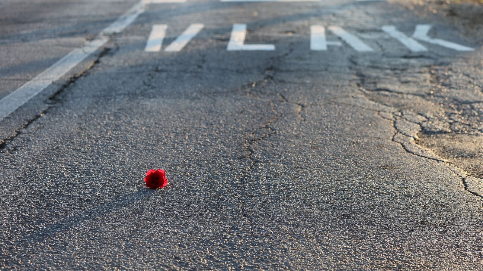 Canon EOS 6D sample photo. Little red rose, road photography