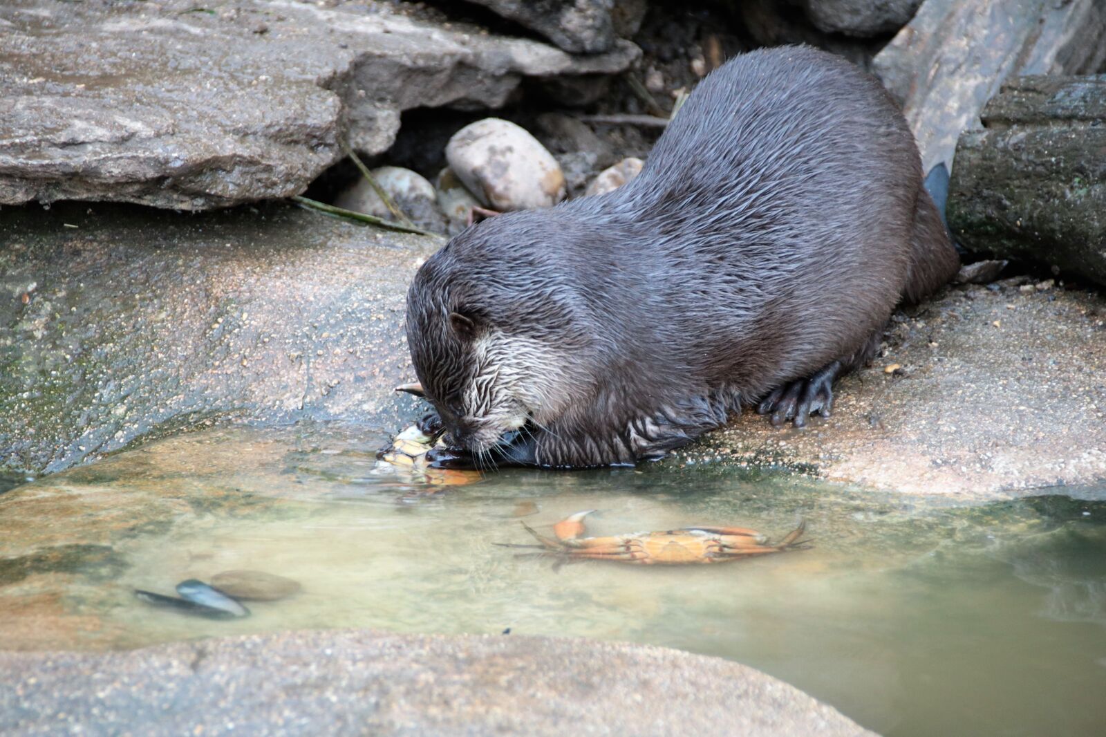 Canon EOS 760D (EOS Rebel T6s / EOS 8000D) sample photo. Otter, wild, nature photography