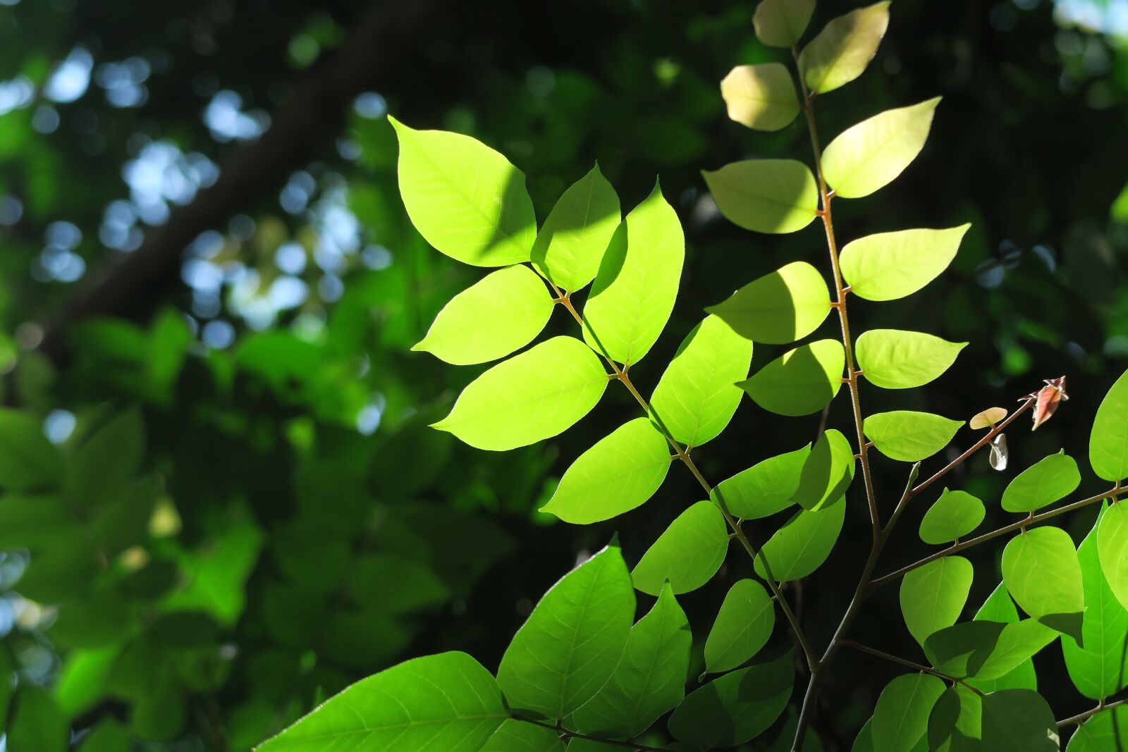 Canon PowerShot G7 X sample photo. Leaf, plant, the leaves photography