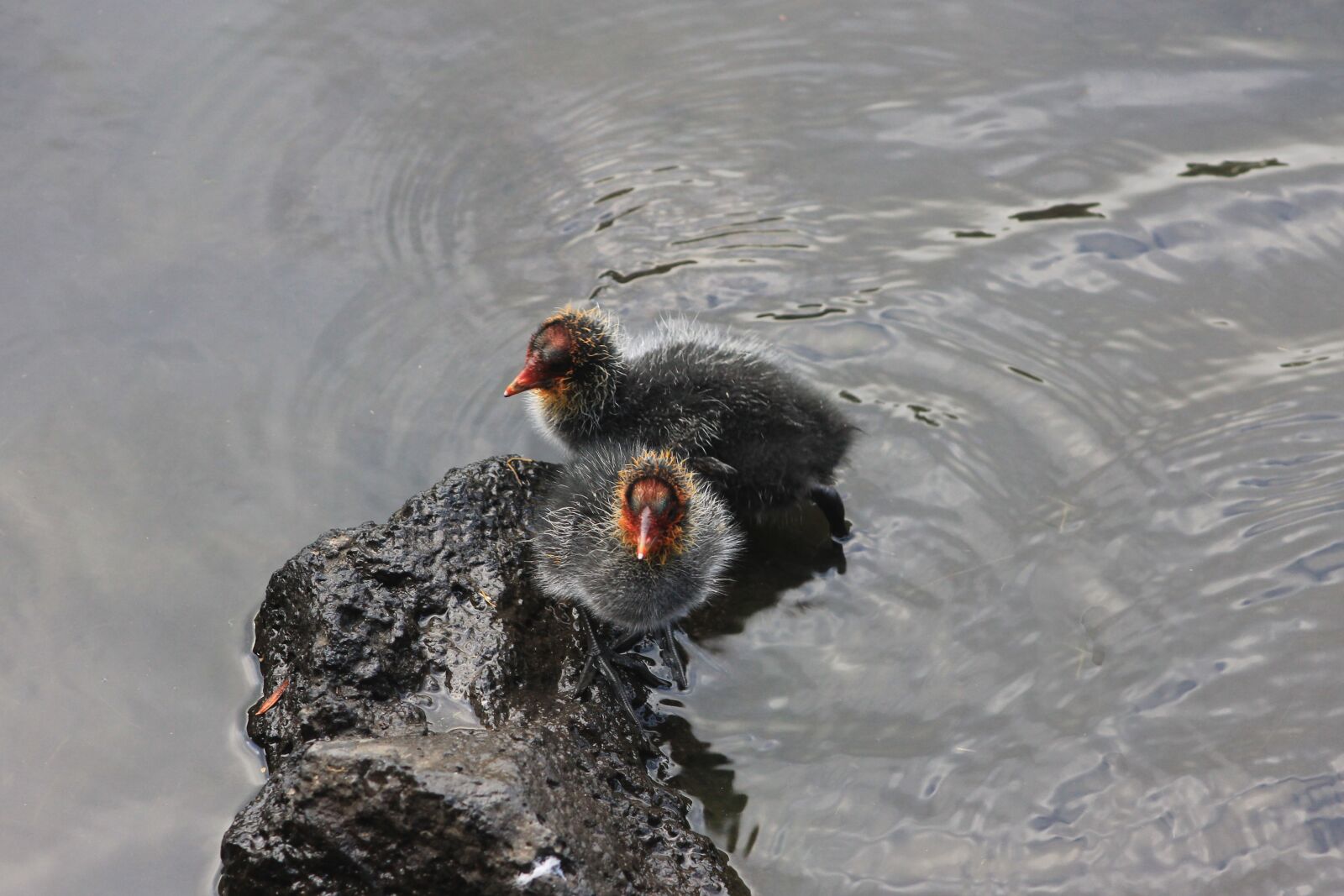 Canon EF75-300mm f/4-5.6 sample photo. Birds of new zealand photography