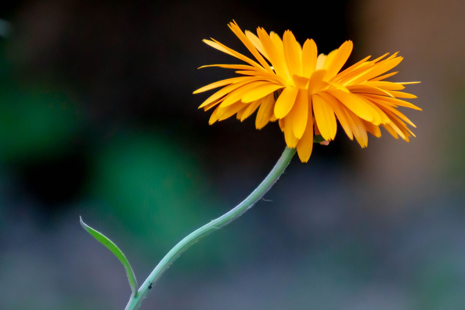 Sony SLT-A68 sample photo. Macro, flower, nature photography