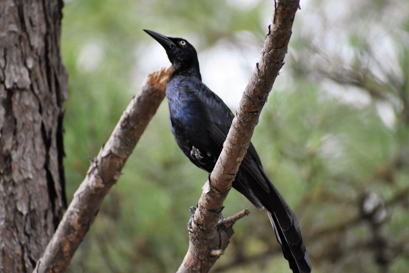 Nikon D3500 sample photo. Raven, black bird, bird photography