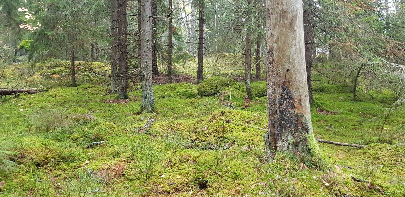 Samsung SM-G955F sample photo. Forest, moss, nature photography