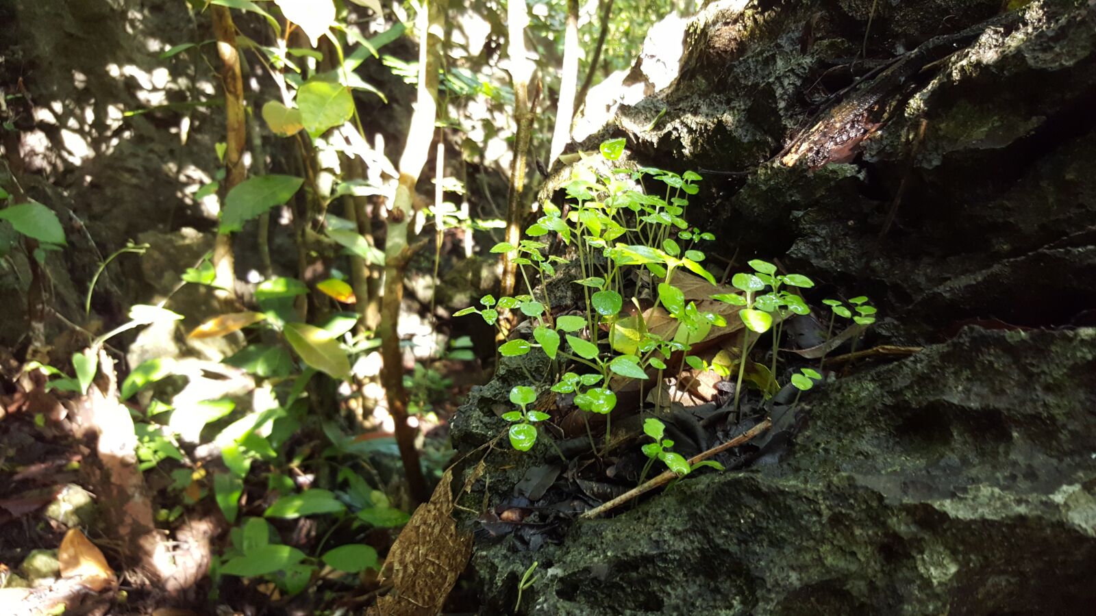 Samsung Galaxy Note5 sample photo. Forest, nature, sprouts photography
