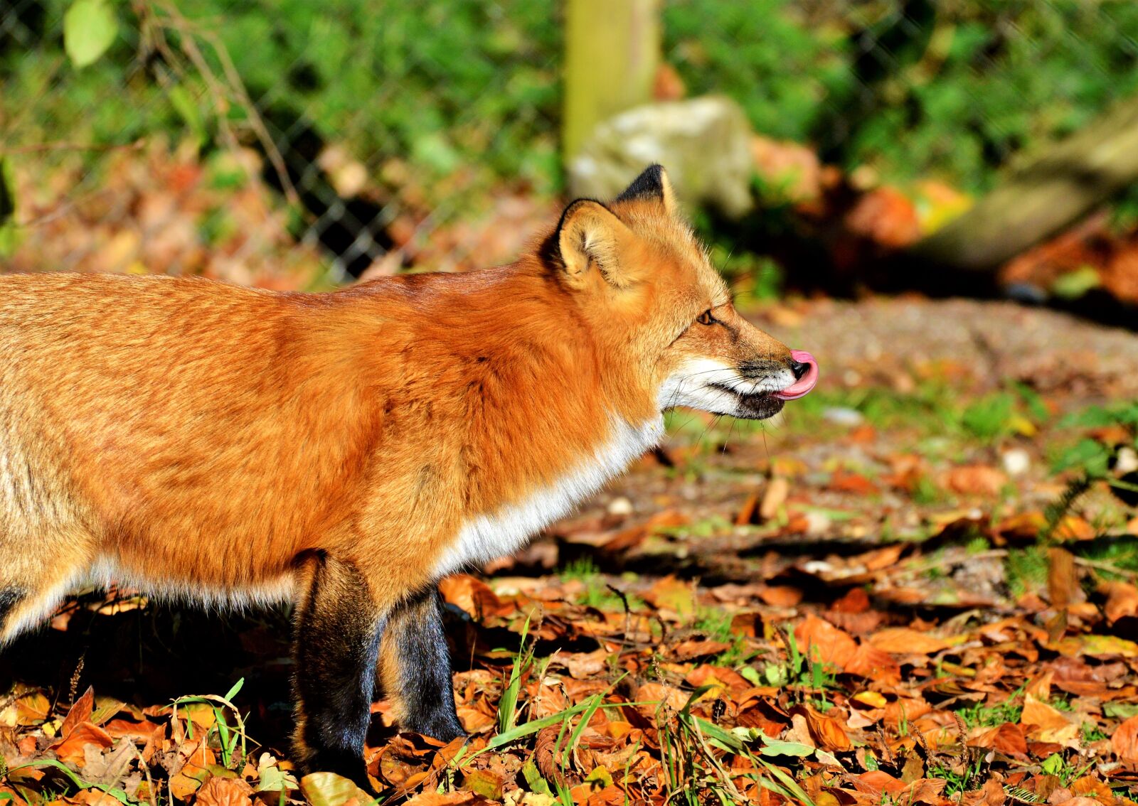 Nikon D3200 sample photo. Fuchs, red fox, predator photography