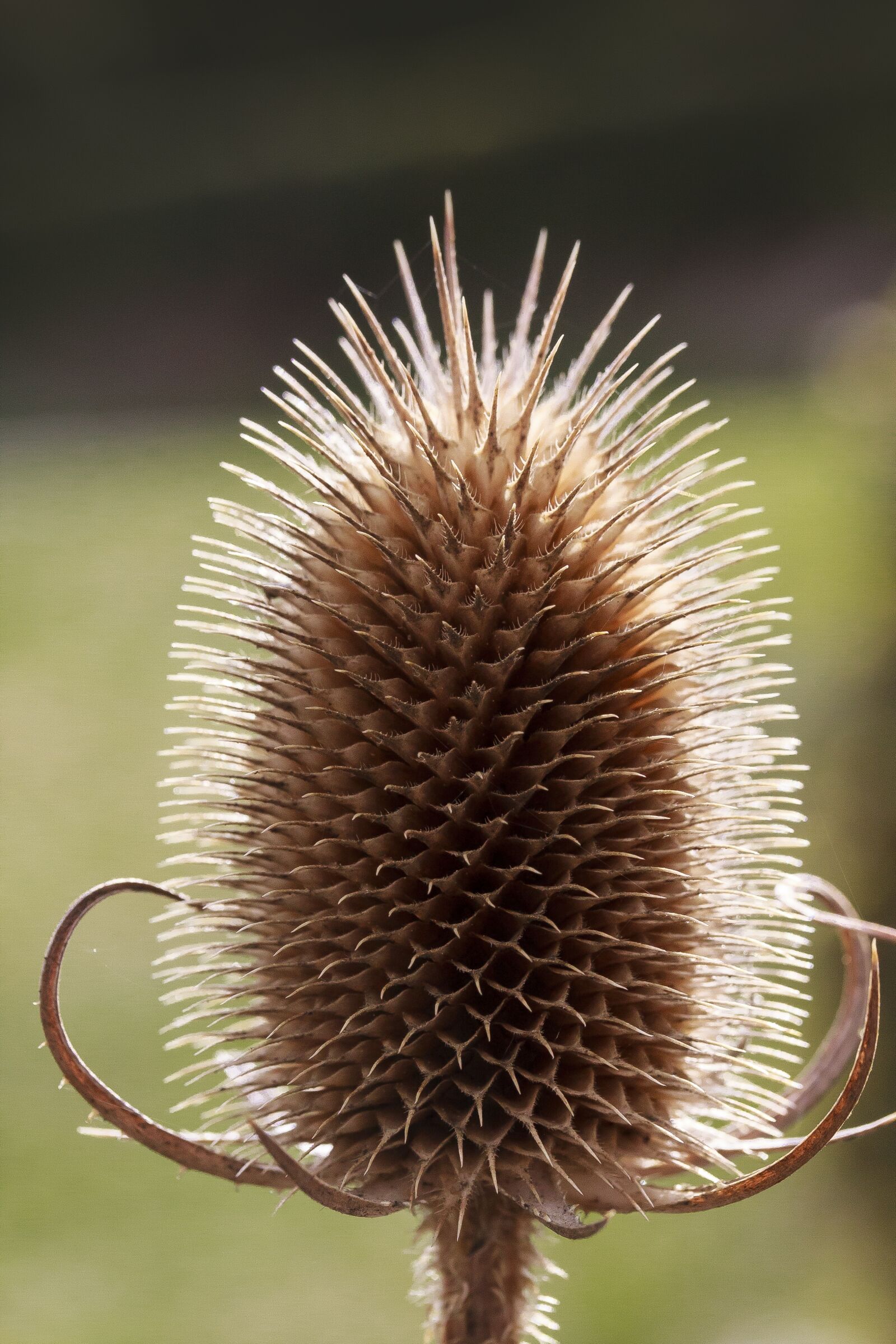 Canon EOS 50D sample photo. Wild teasel, dipsacus fullonum photography