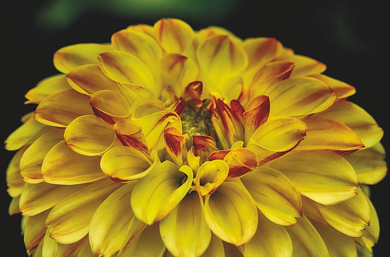 Nikon D7200 sample photo. Dahlia, dahlias, asteraceae photography