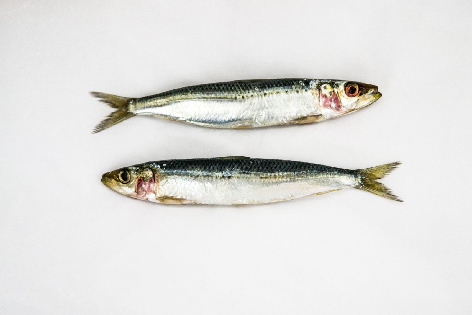 Sony a6000 sample photo. Sardines, white background, two photography