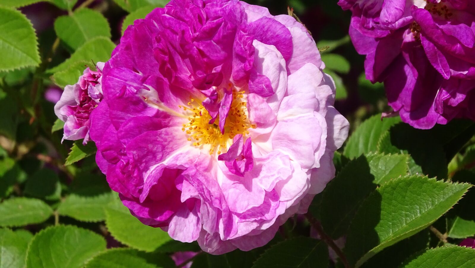 Sony Cyber-shot DSC-HX400V sample photo. Rose, bush, rose blooms photography