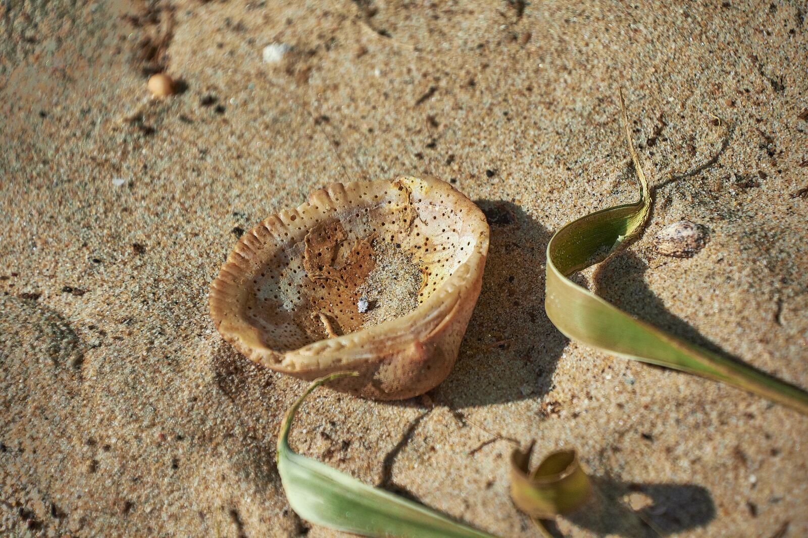 Nikon D7200 sample photo. Sand, shell, beach photography
