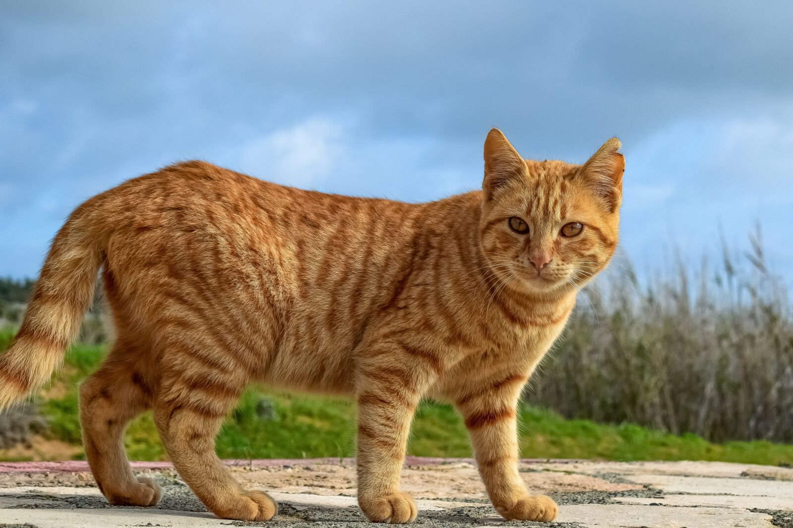 Nikon D3300 sample photo. Cute, animal, looking photography