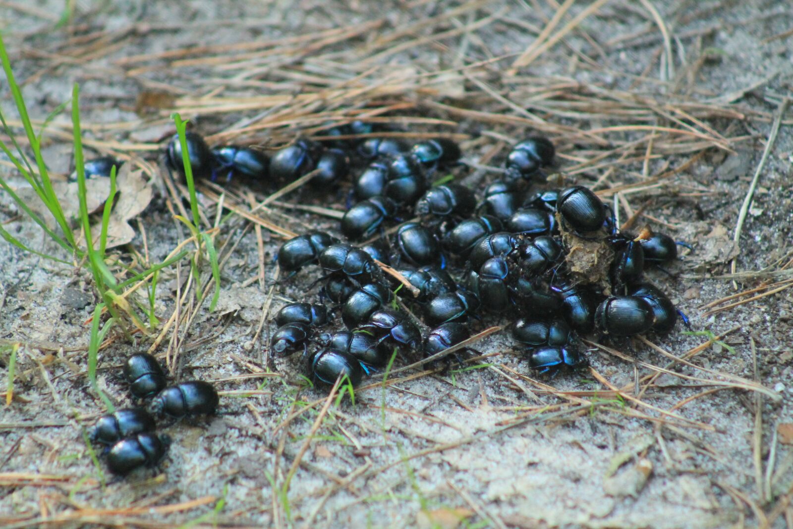 Canon EF 75-300mm f/4-5.6 sample photo. Beetle, worm, closeup photography