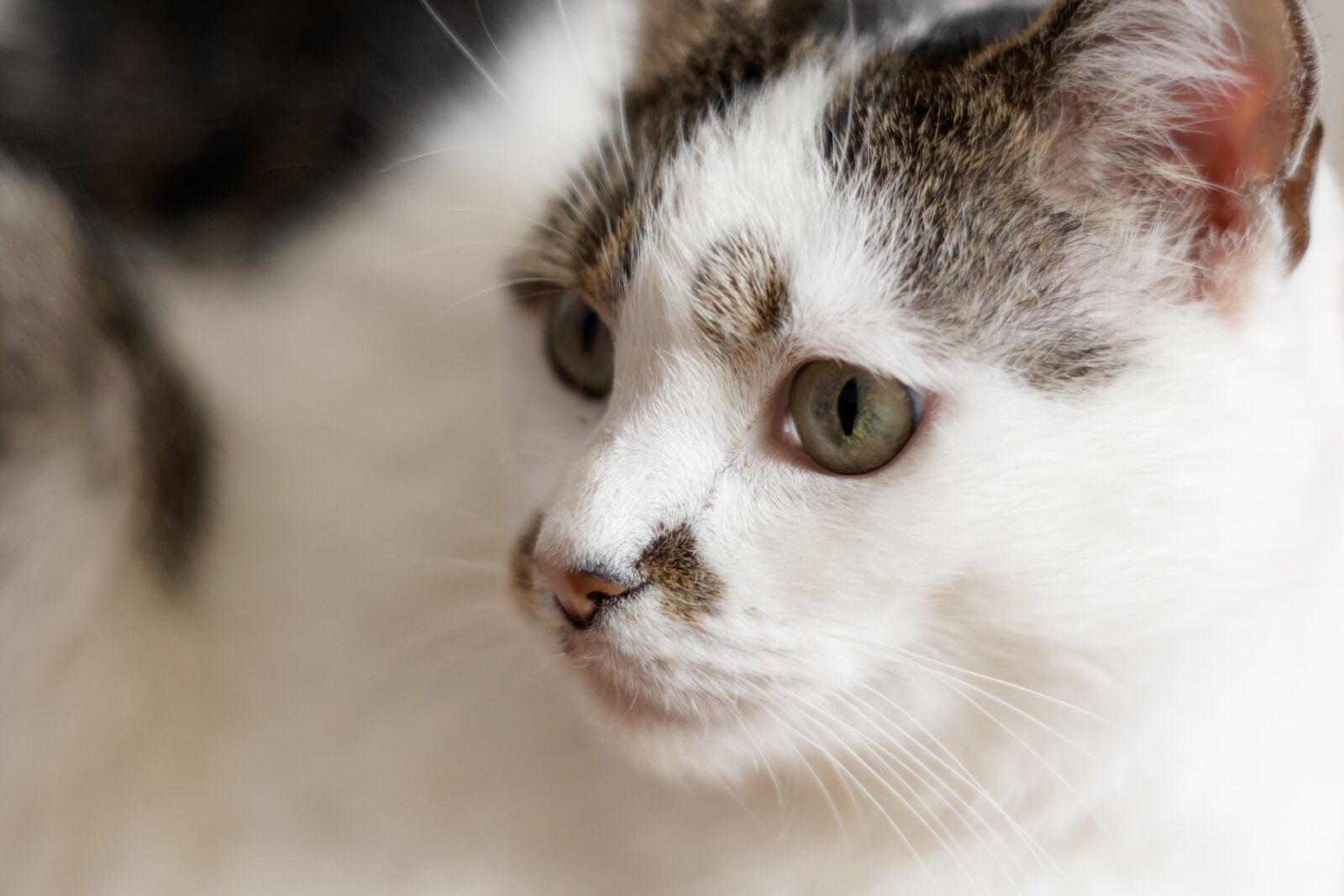 Sony Alpha DSLR-A700 sample photo. Cat, kitten, fluffy photography