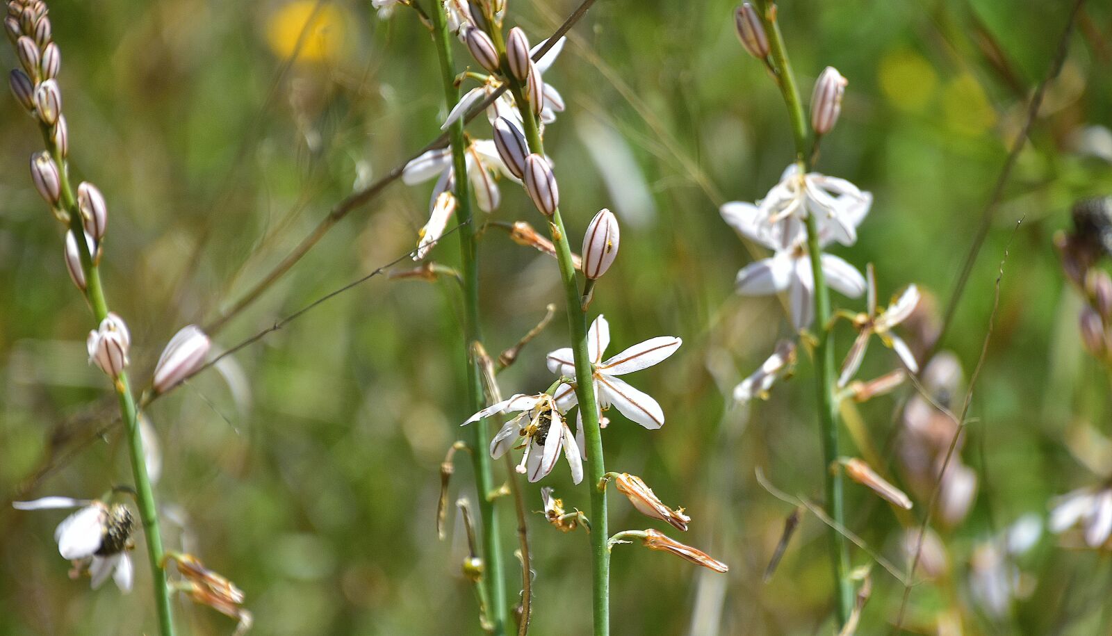 Nikon D7200 sample photo. Nature, flower, plant photography