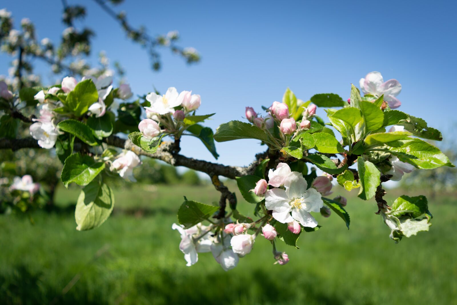 Nikon D5200 sample photo. Apple, tree, blossom photography