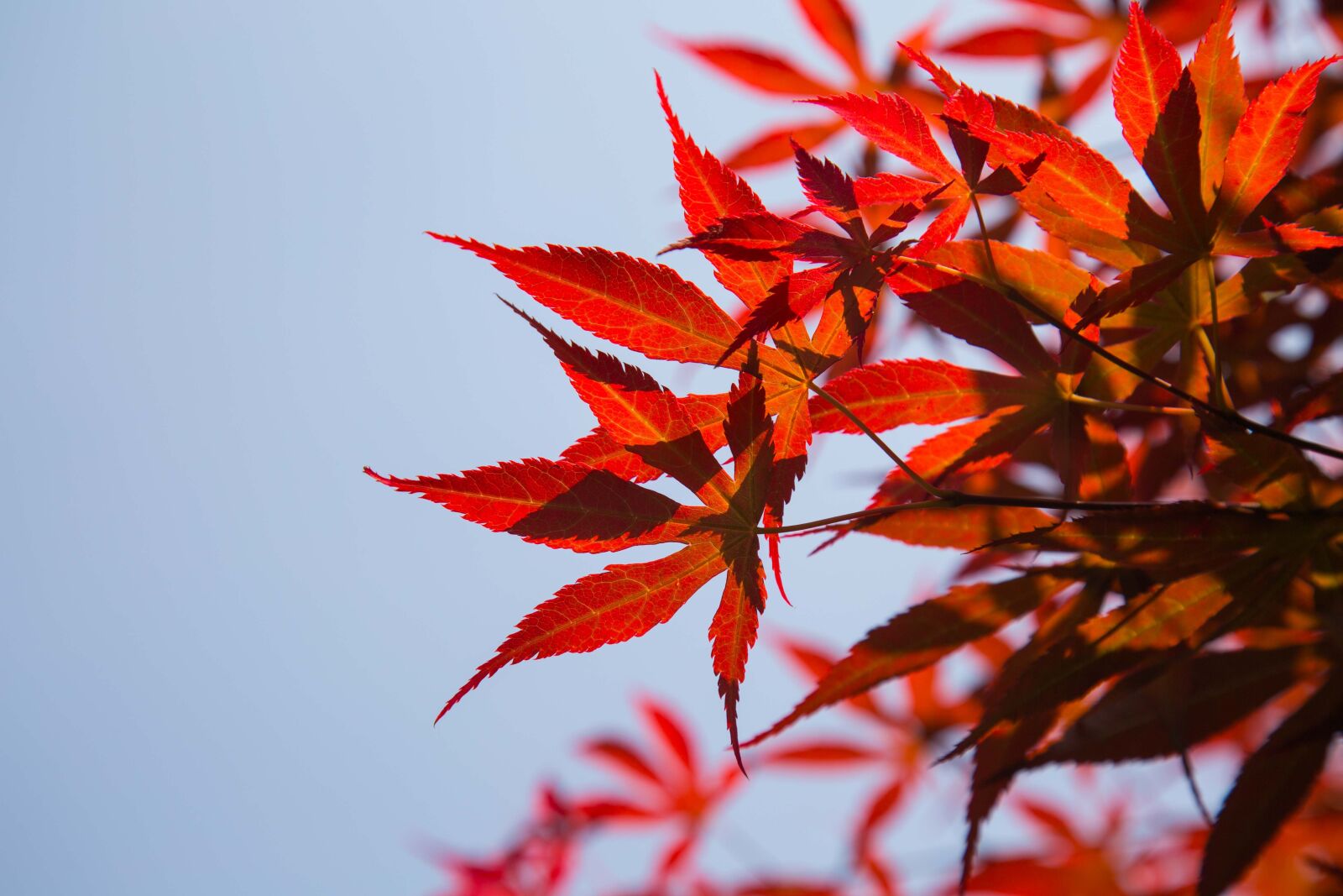 Canon EF 24-105mm F4L IS USM sample photo. Red leaves, sky, the photography