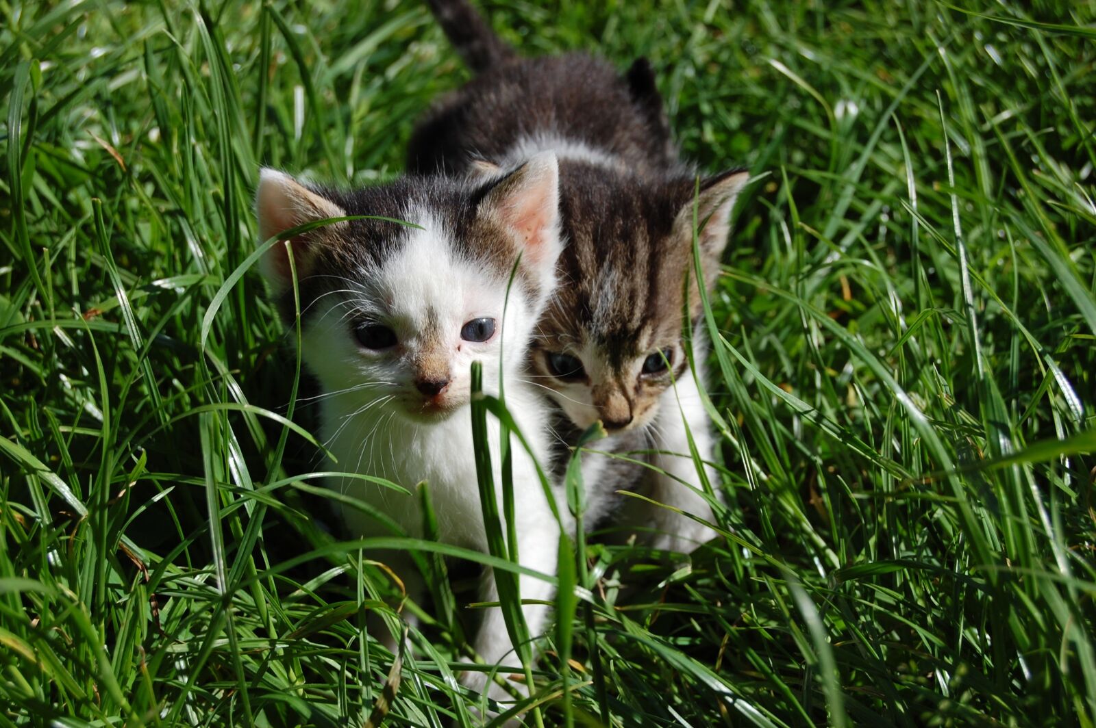 Nikon D40 sample photo. Cute, animal, grass photography