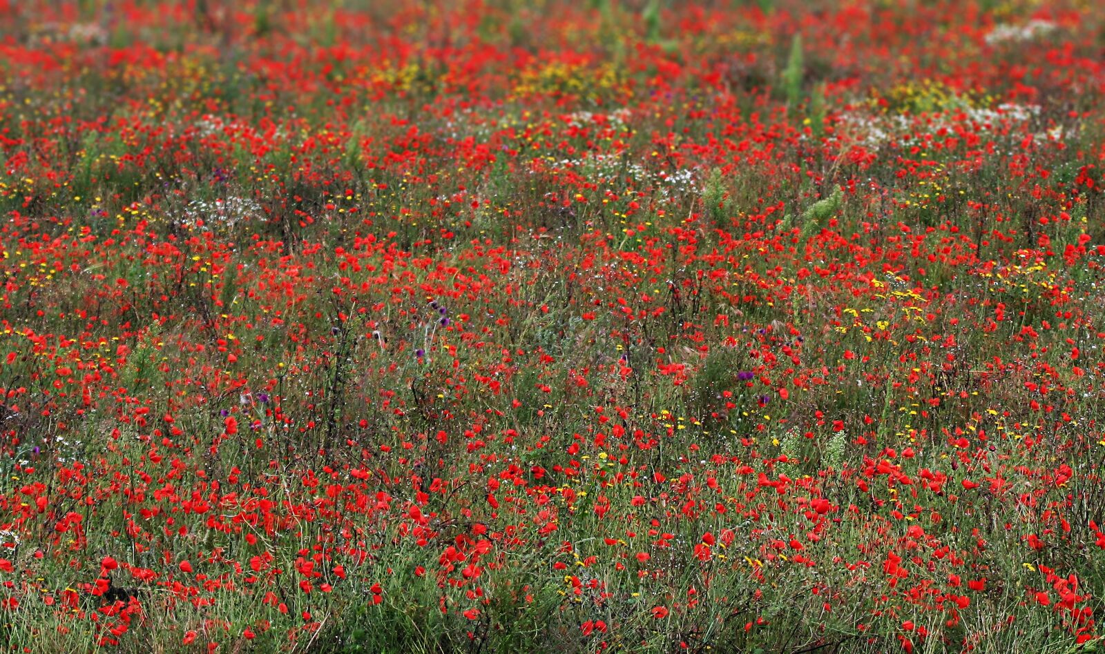 Canon EOS 350D (EOS Digital Rebel XT / EOS Kiss Digital N) sample photo. Poppies, wildflowers, red photography