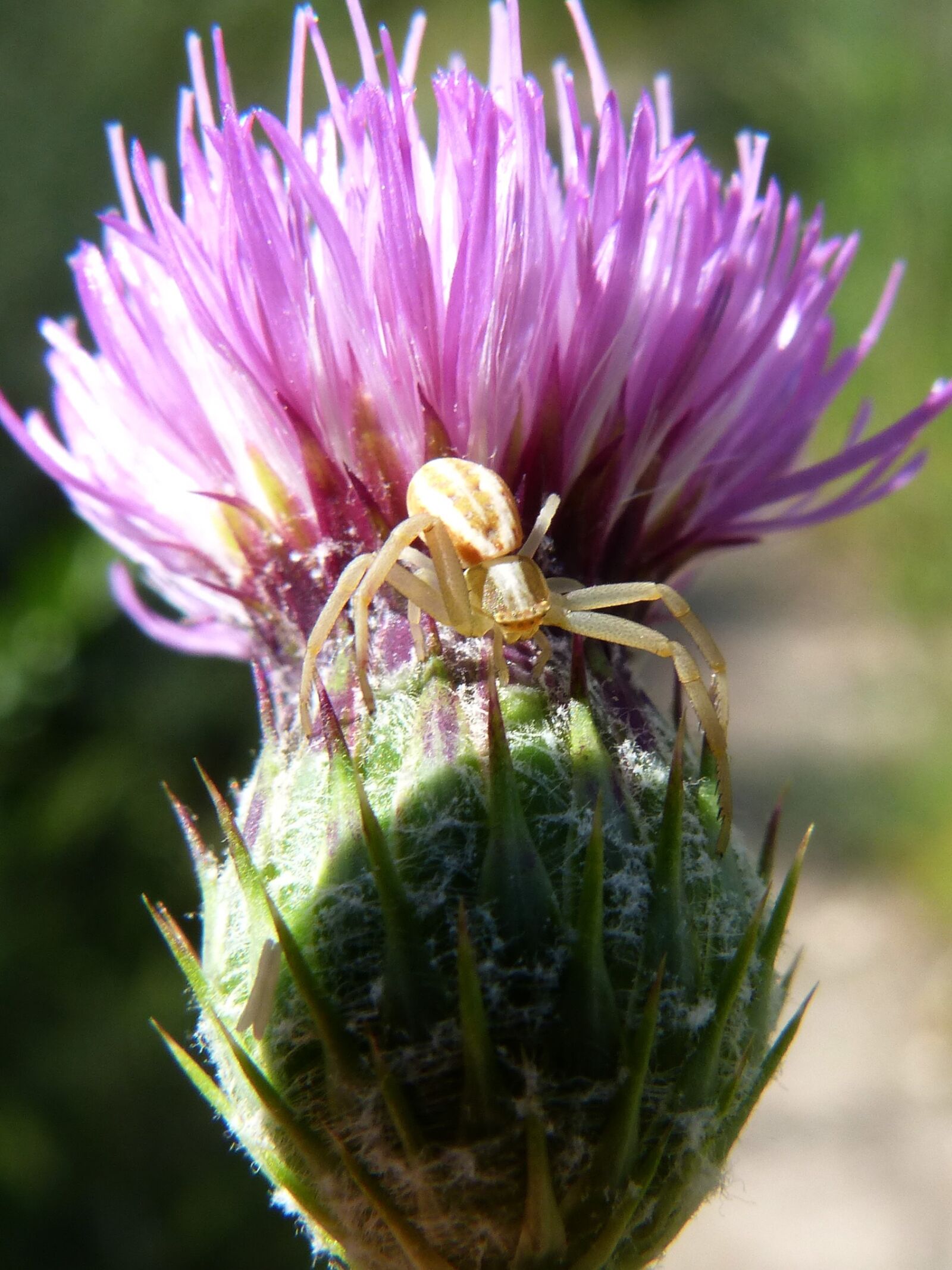 Panasonic DMC-FZ62 sample photo. Flower, spider, thistle flower photography
