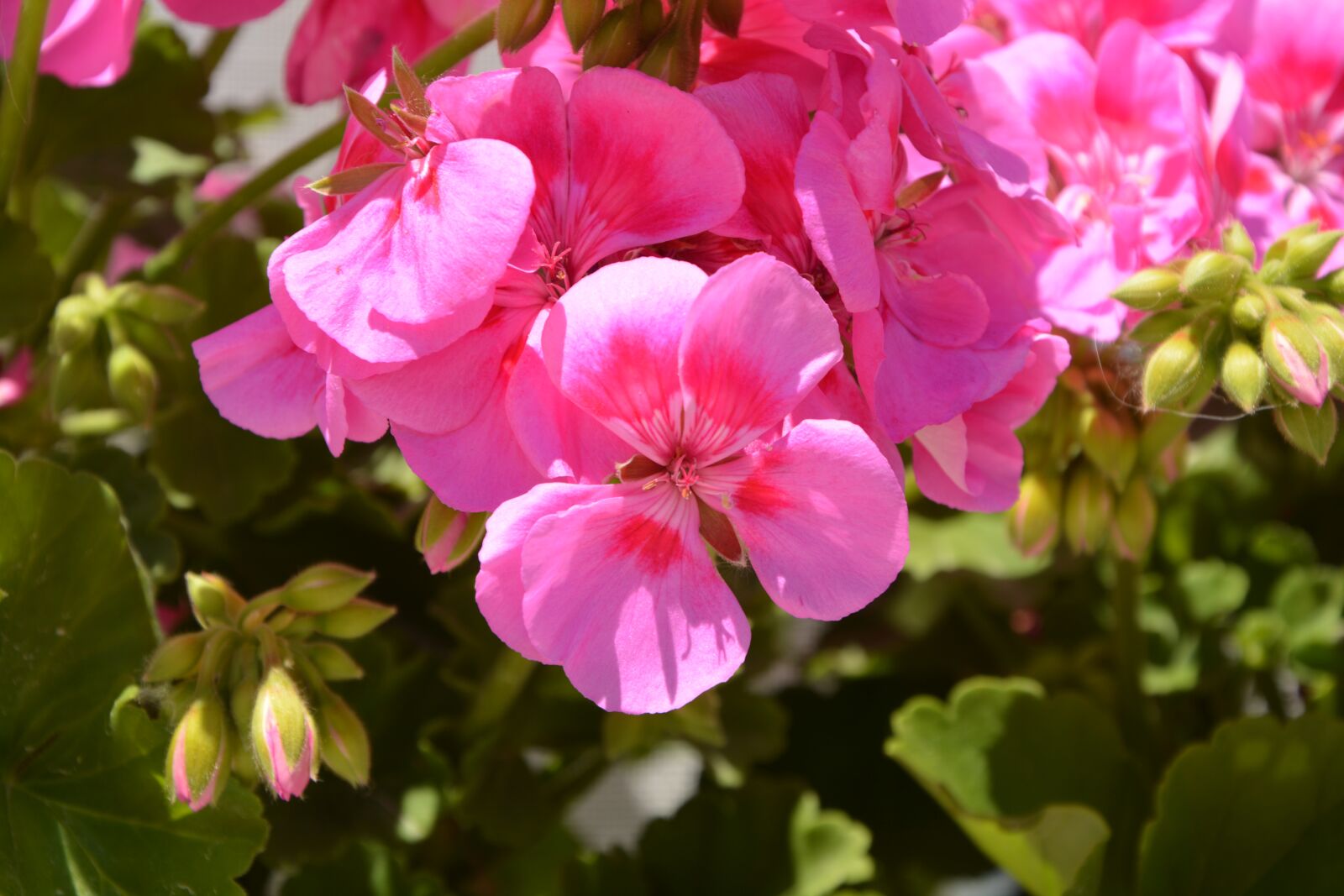 Nikon D5200 sample photo. Geranium, flowers, pink photography