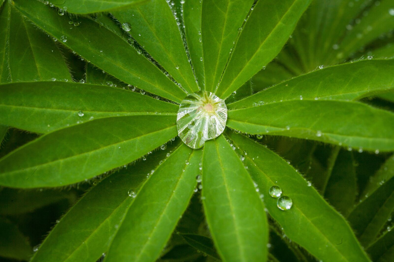 Canon EOS 5D sample photo. Rain, drip, leaves photography