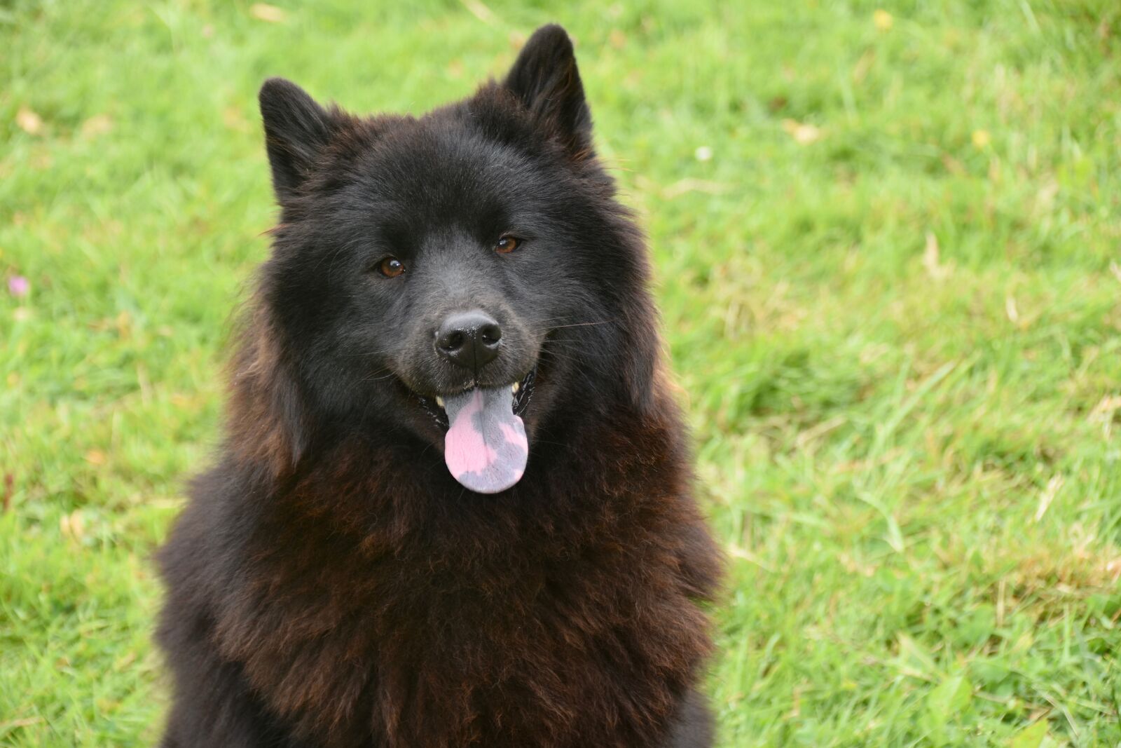 Nikon D5600 sample photo. Dog, dog eurasier, female photography