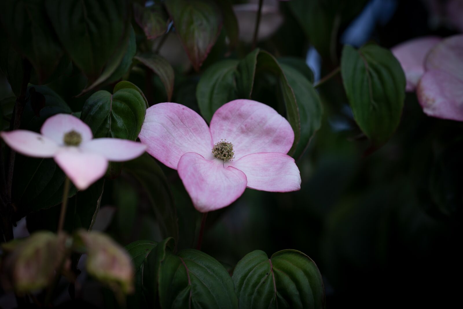 Nikon D750 sample photo. Blossom, bloom, pink photography