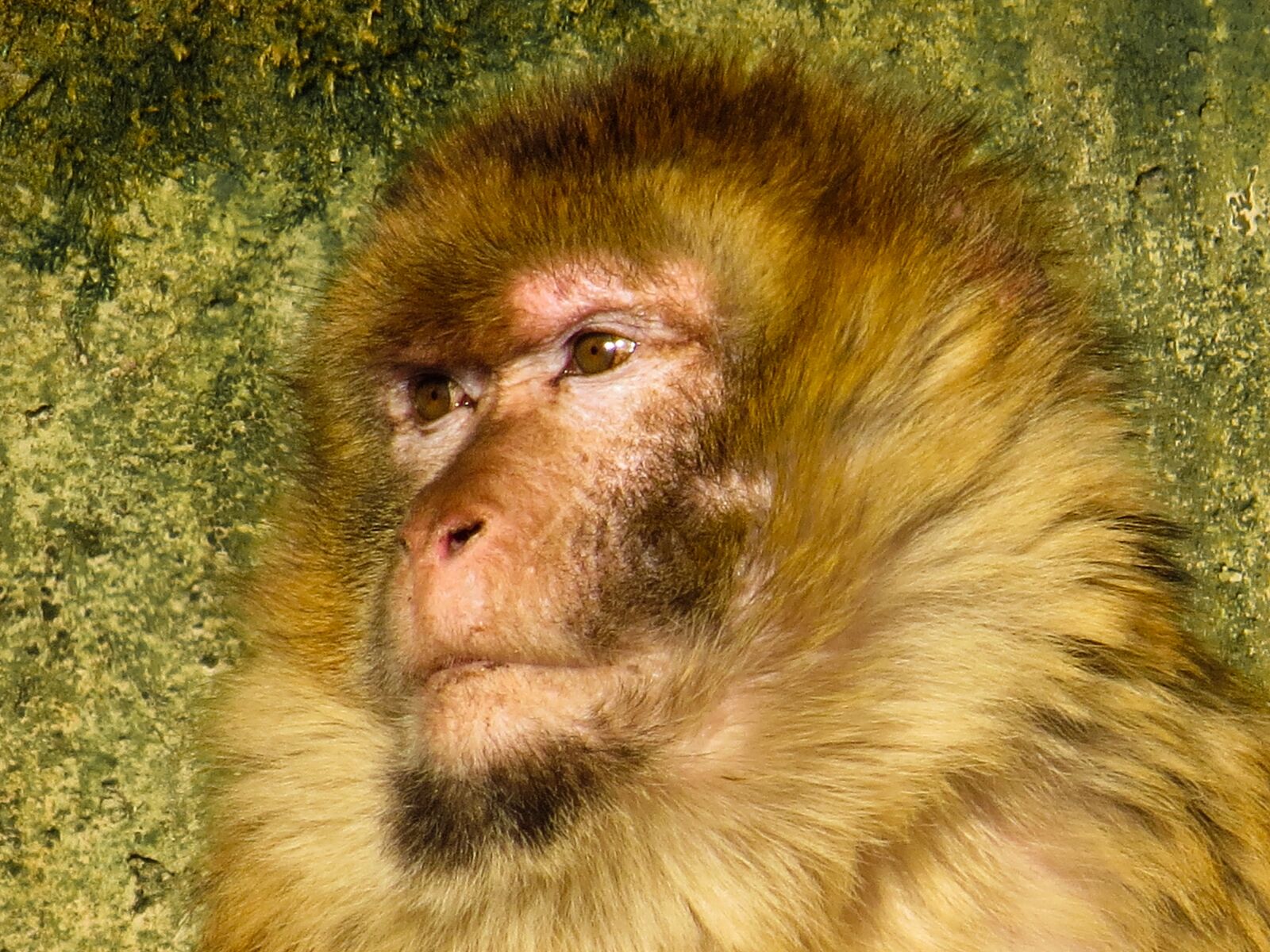 Canon PowerShot SX50 HS sample photo. Animals, monkey, primate photography