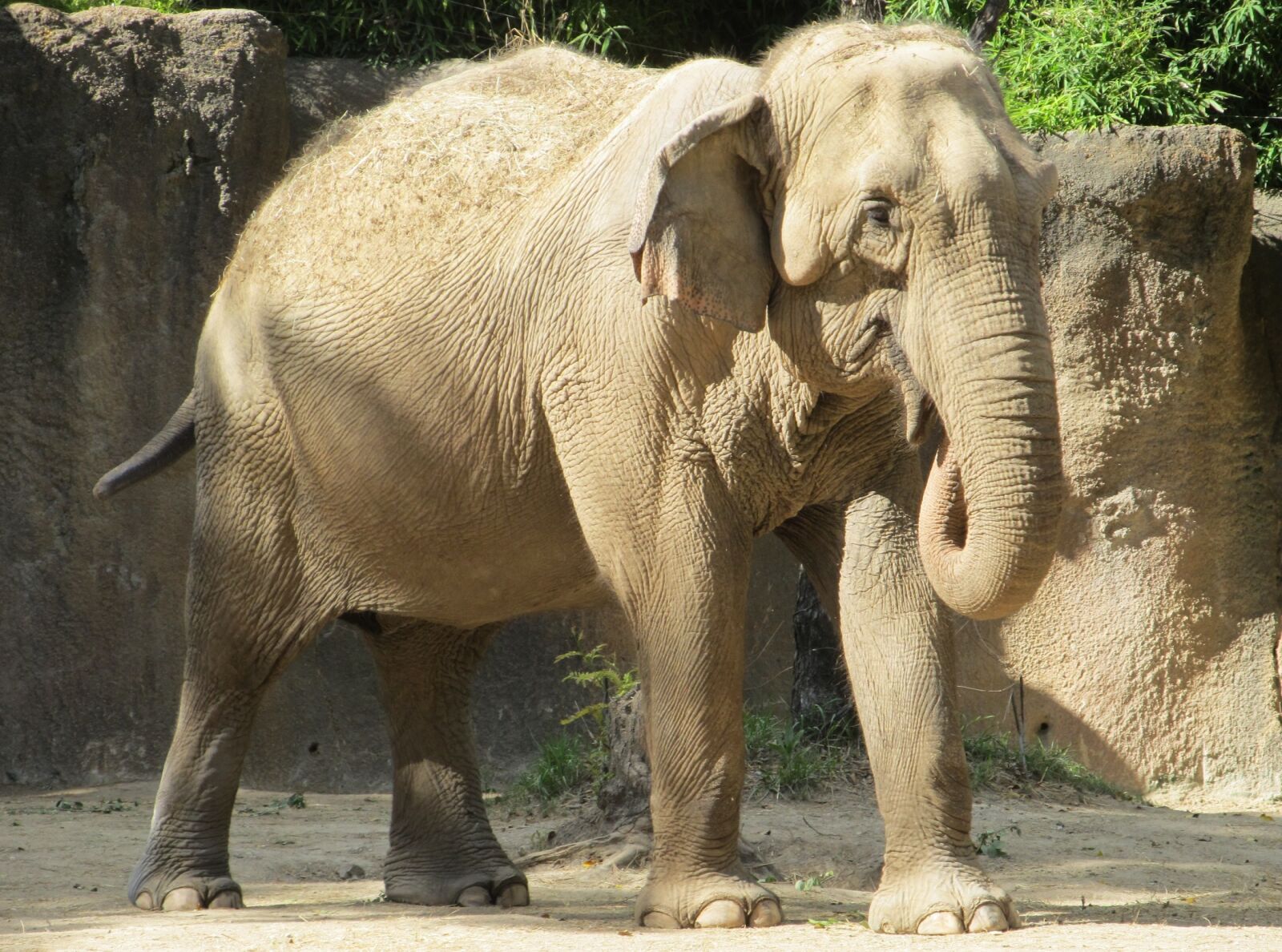 Canon PowerShot SX130 IS sample photo. Elephant, zoo, standing photography