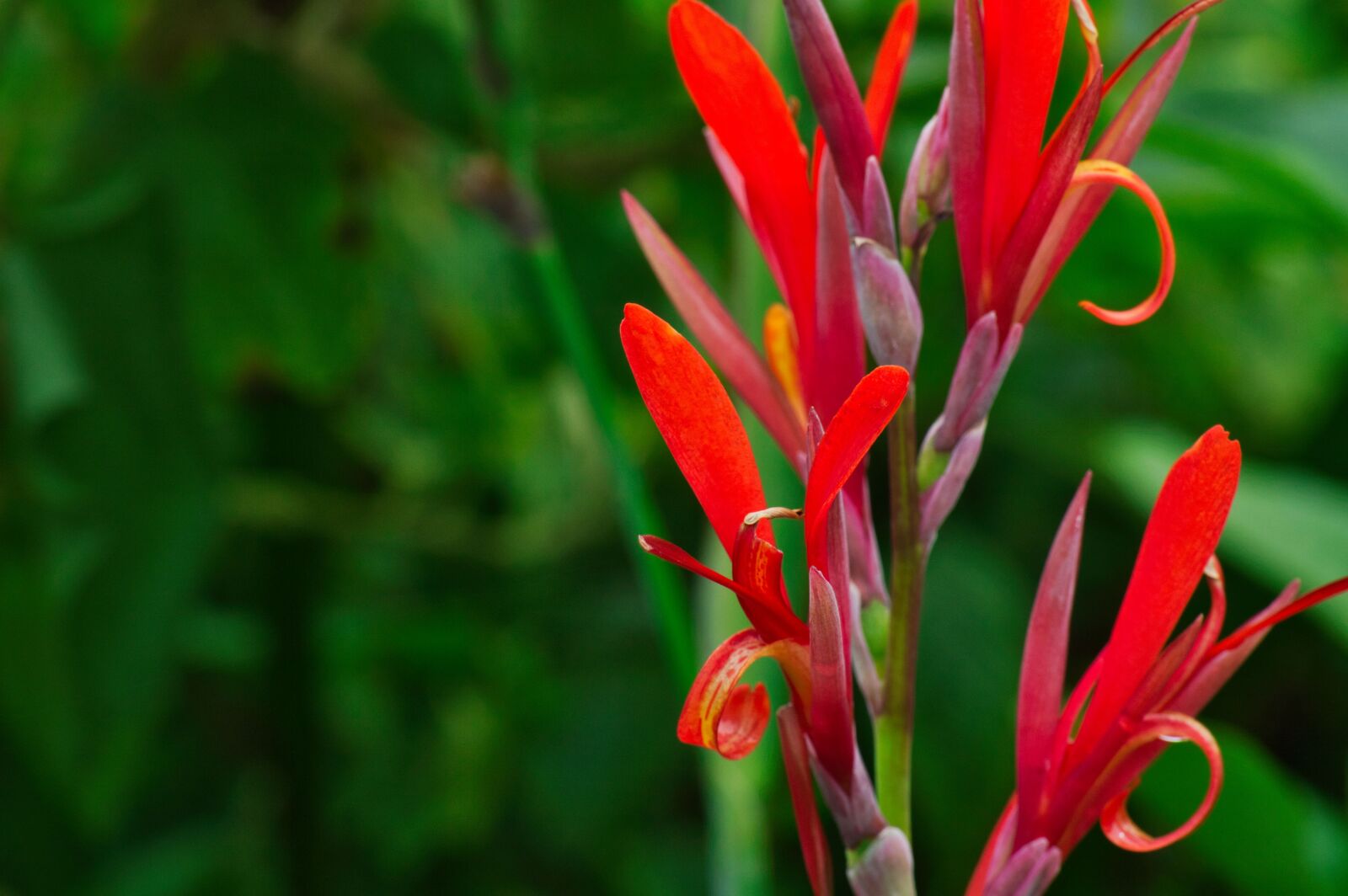 Nikon D3200 sample photo. Red flowers, flowers, bloom photography