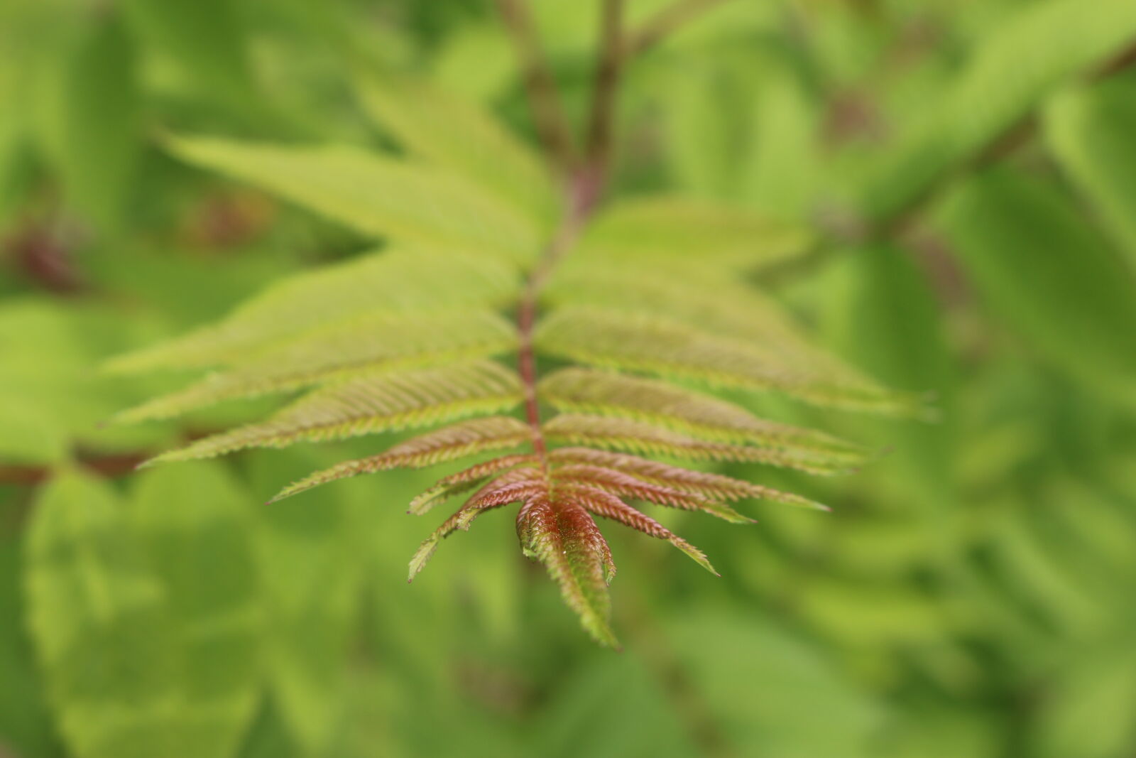 Canon EOS 70D sample photo. Green, leaf, level, nature photography