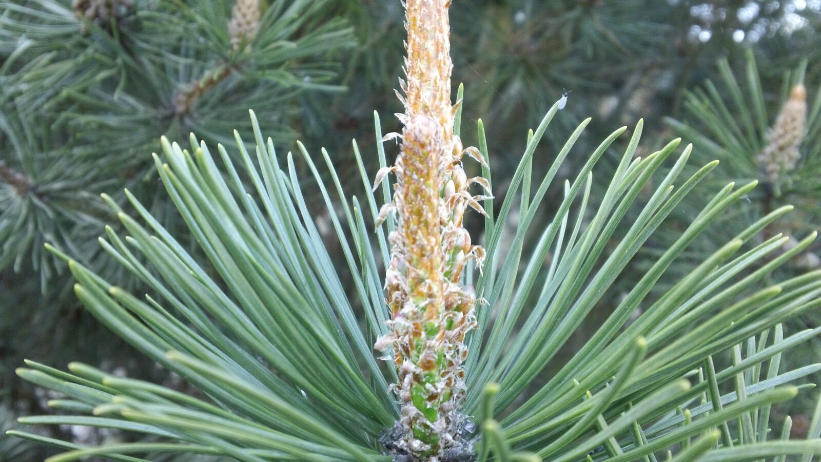 Sony MHS-TS20 sample photo. Needles, pine, tree photography