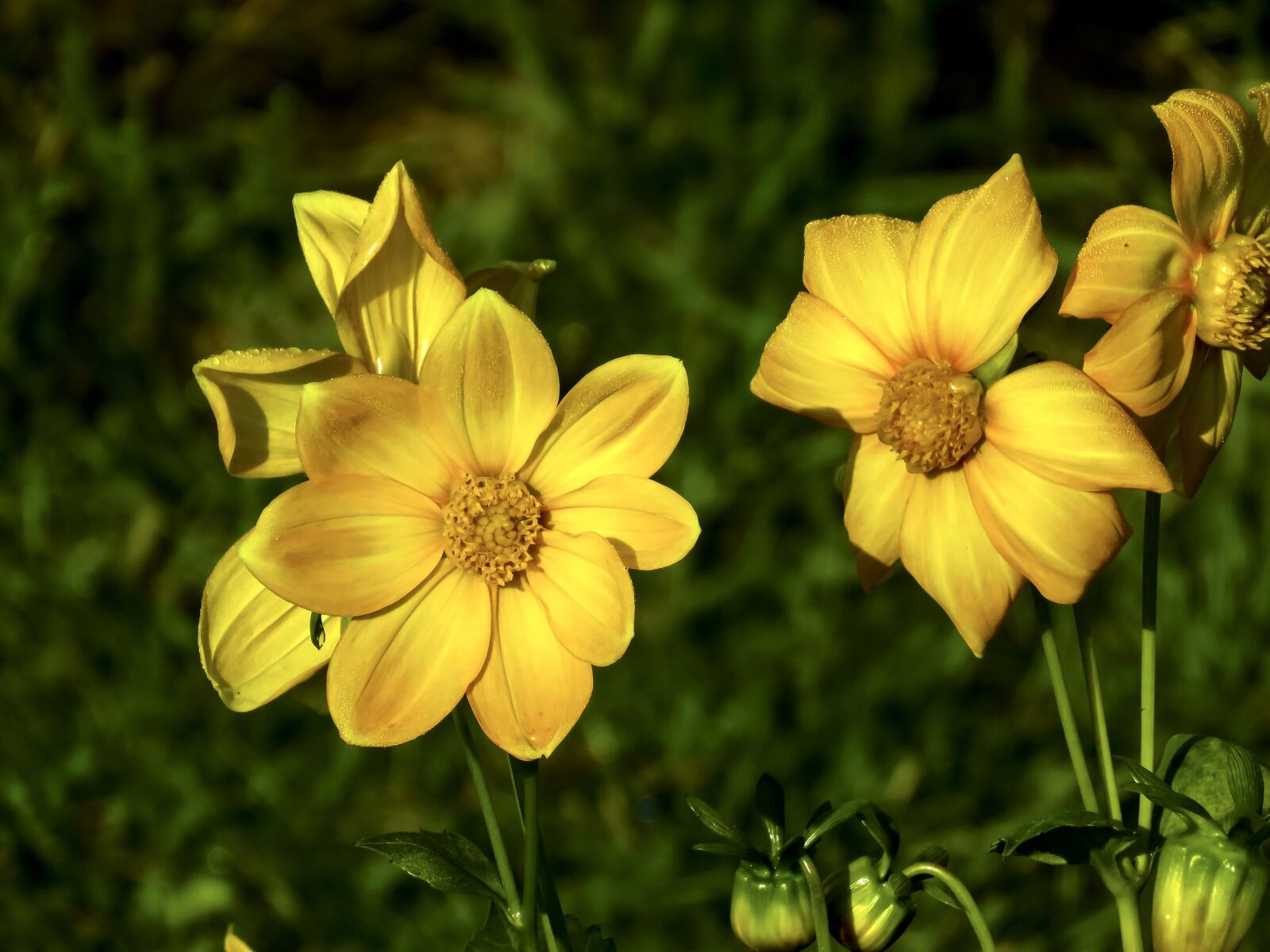 Canon PowerShot SX60 HS sample photo. Dahlia, flower, yellow photography