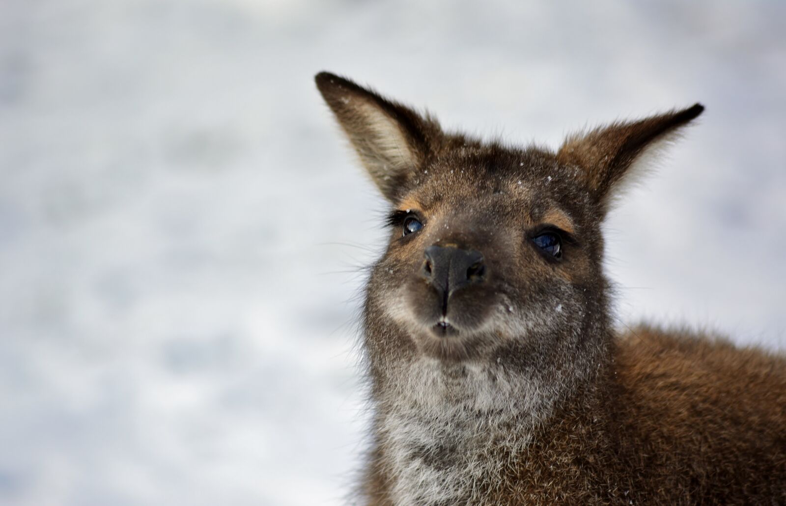 Nikon D5200 sample photo. Bennett kangaroo, winter, nature photography
