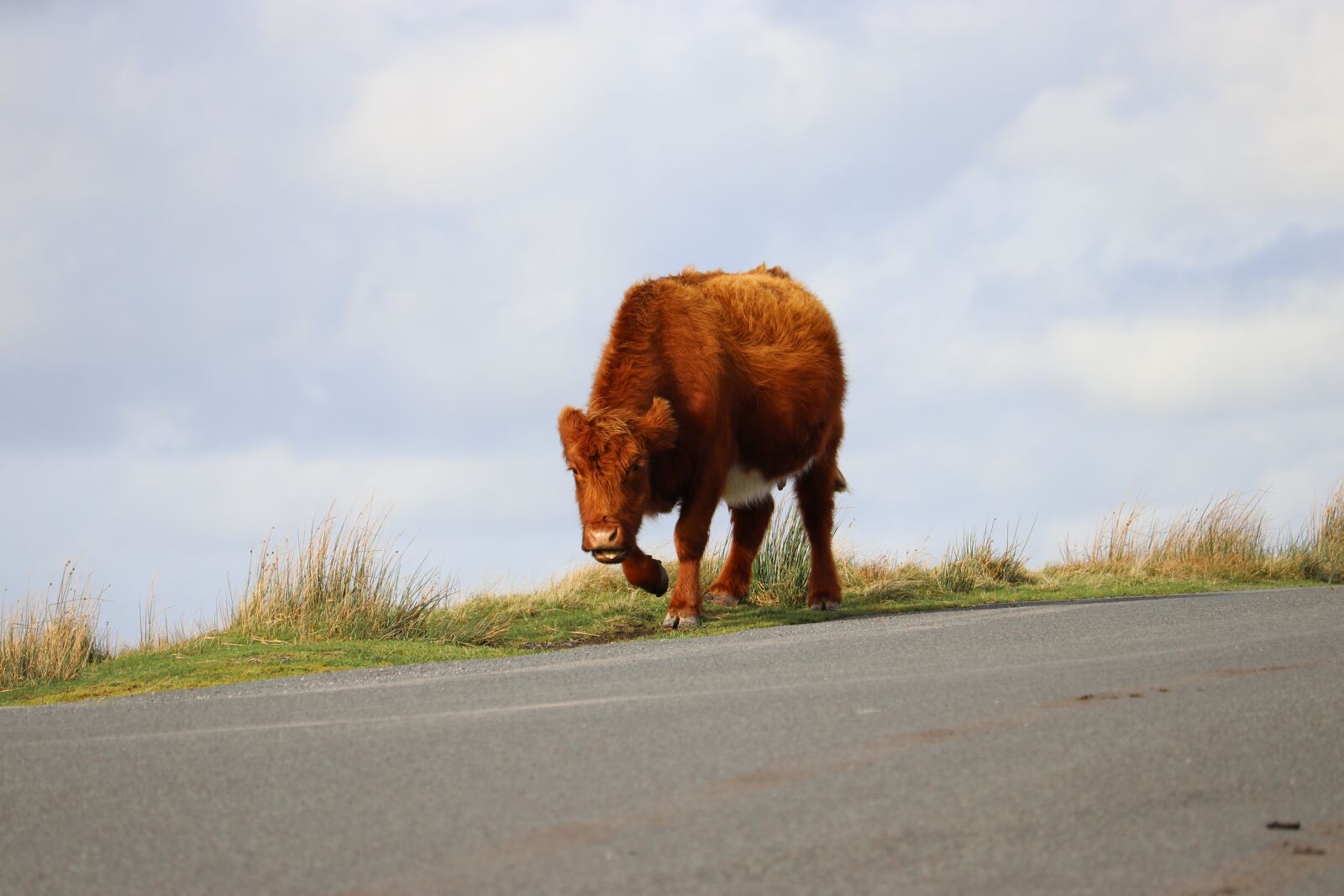 Canon EF-S 55-250mm F4-5.6 IS STM sample photo. Cow, cattle, mammal photography