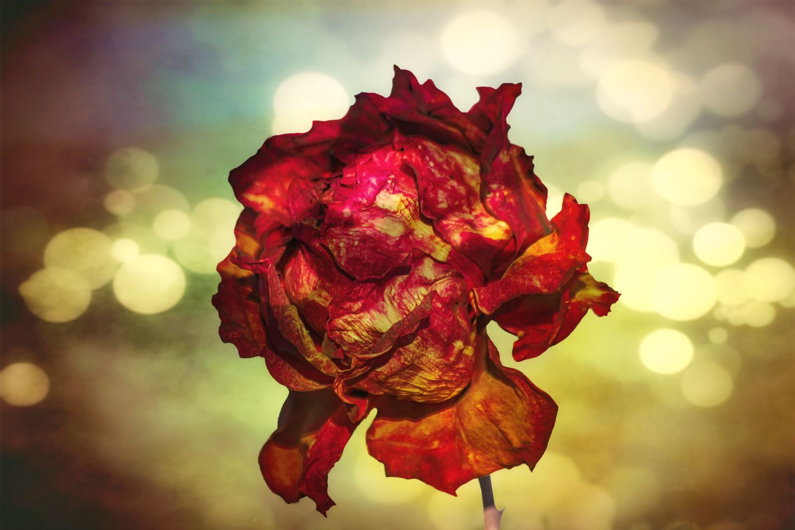 Nikon D3300 sample photo. Flower, rosa, withered photography
