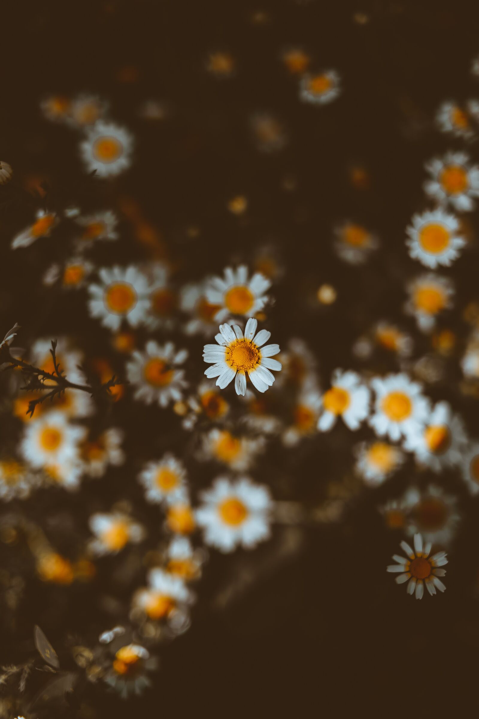 Canon EOS 6D sample photo. Flower, colorfull, yellow photography