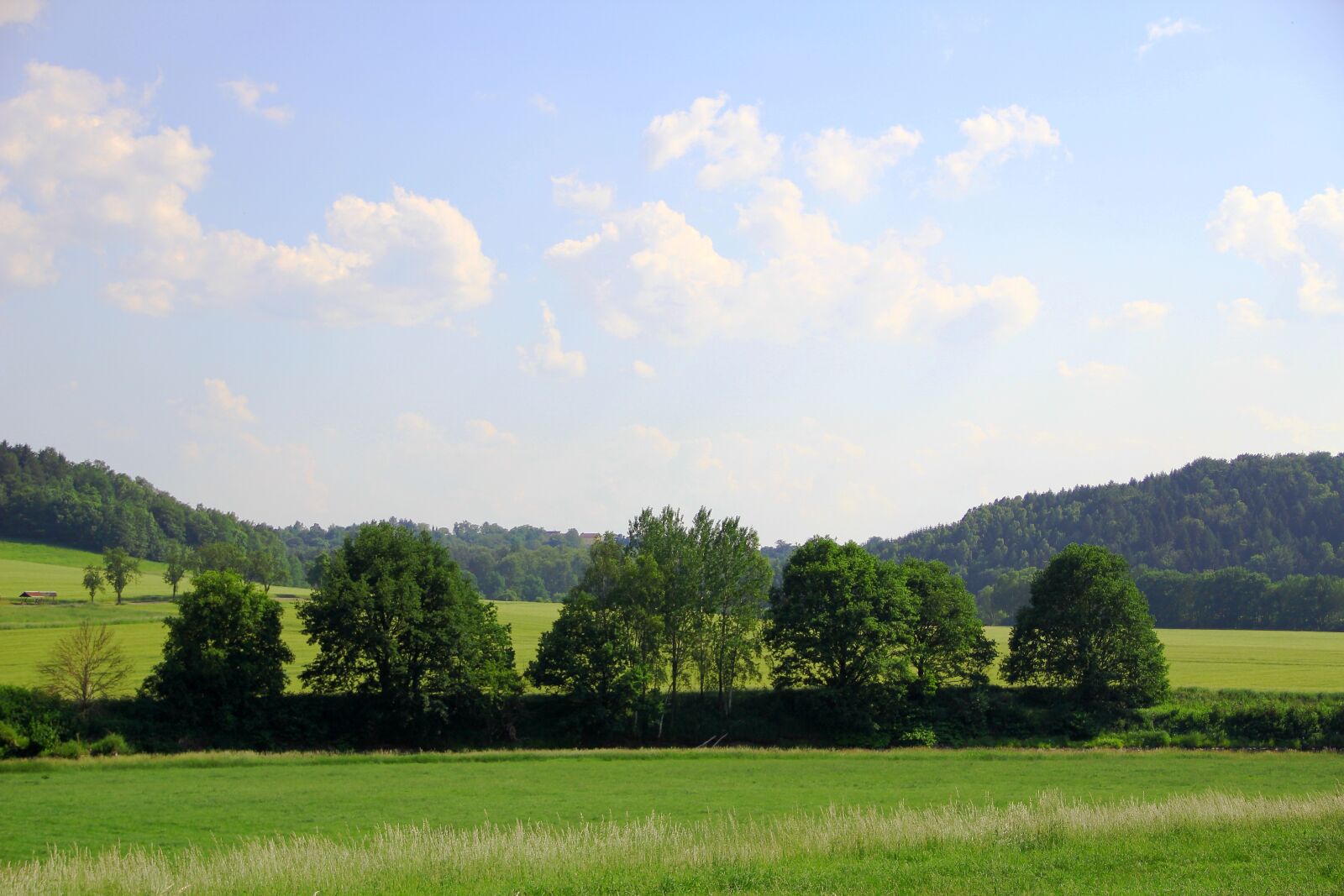 Canon EOS 550D (EOS Rebel T2i / EOS Kiss X4) sample photo. Grove of trees, landscape photography