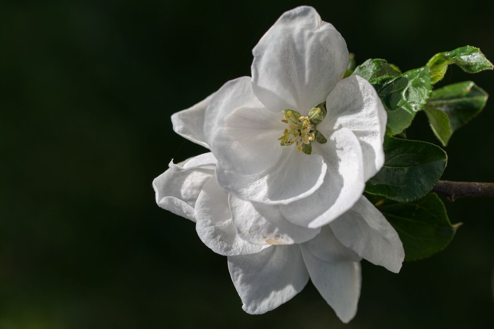 Nikon D750 sample photo. Apple blossom, apple tree photography