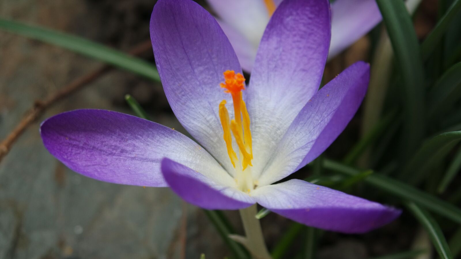 Samsung NX mini sample photo. Nature, flower, flora photography
