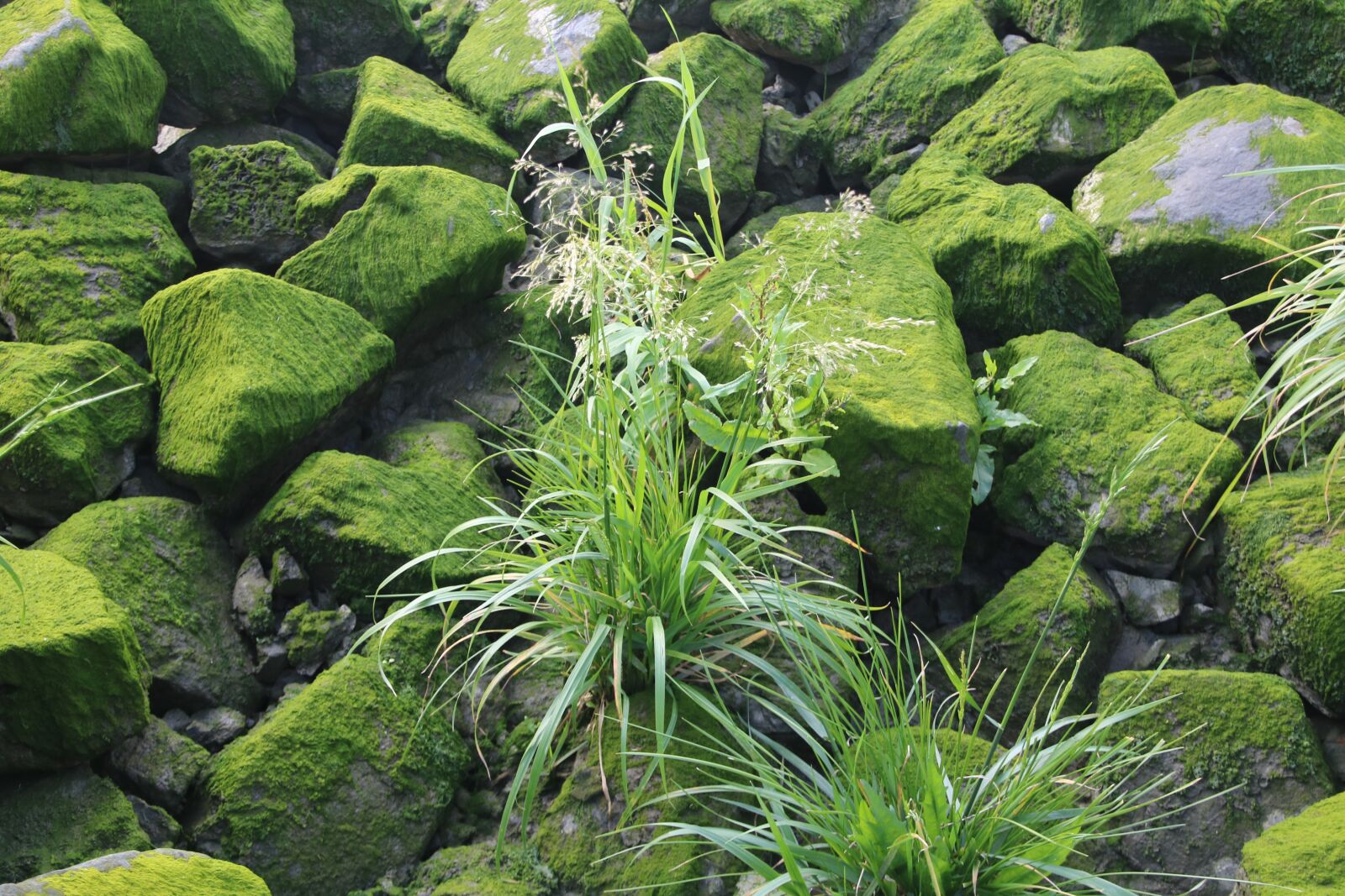 Canon EOS 750D (EOS Rebel T6i / EOS Kiss X8i) sample photo. Nature, moss, green photography