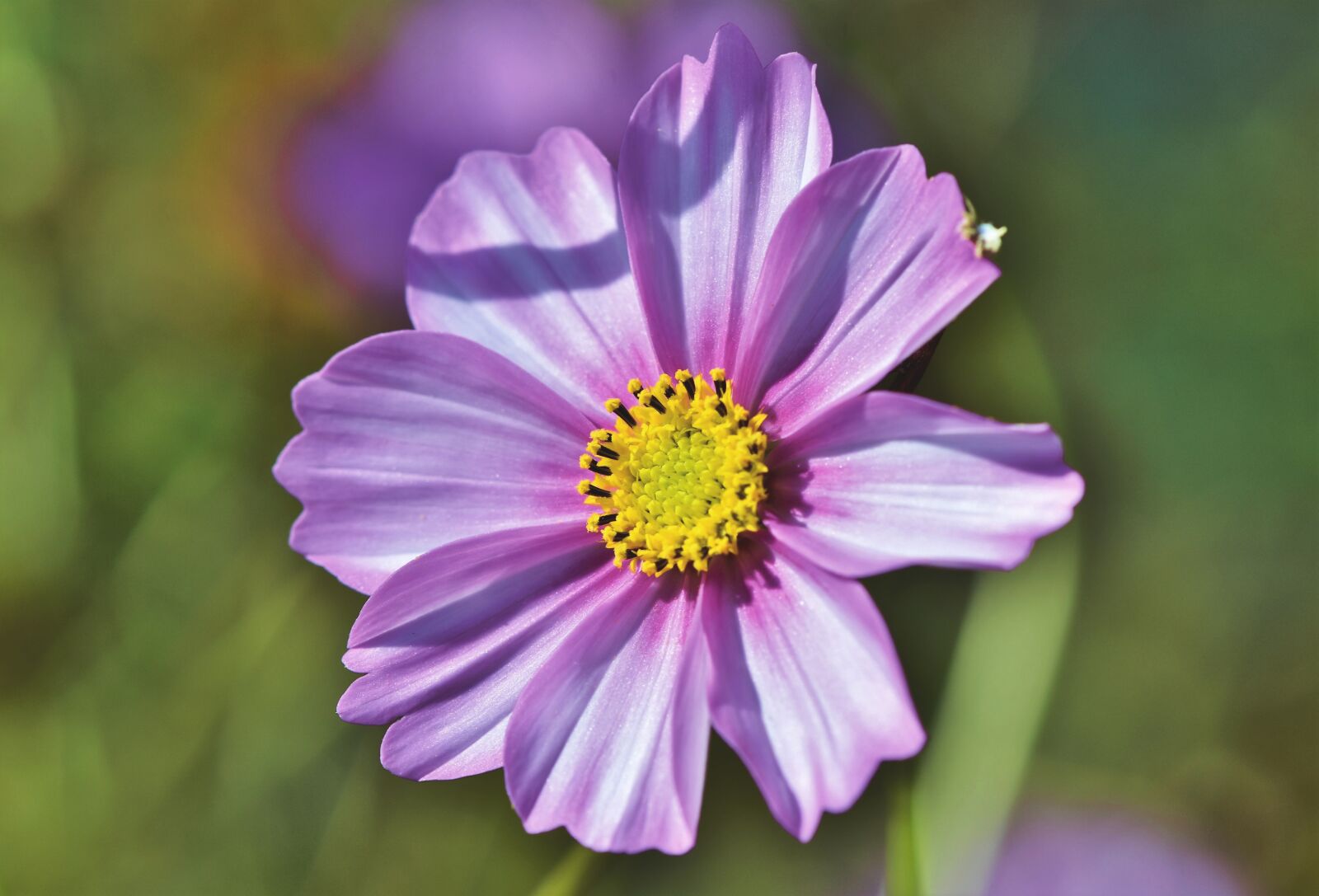 Nikon D7200 sample photo. Cosmea, flower, cosmos photography